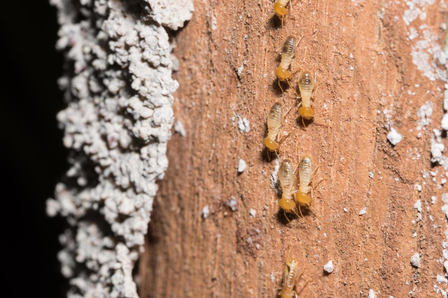 termites sur un journal photo