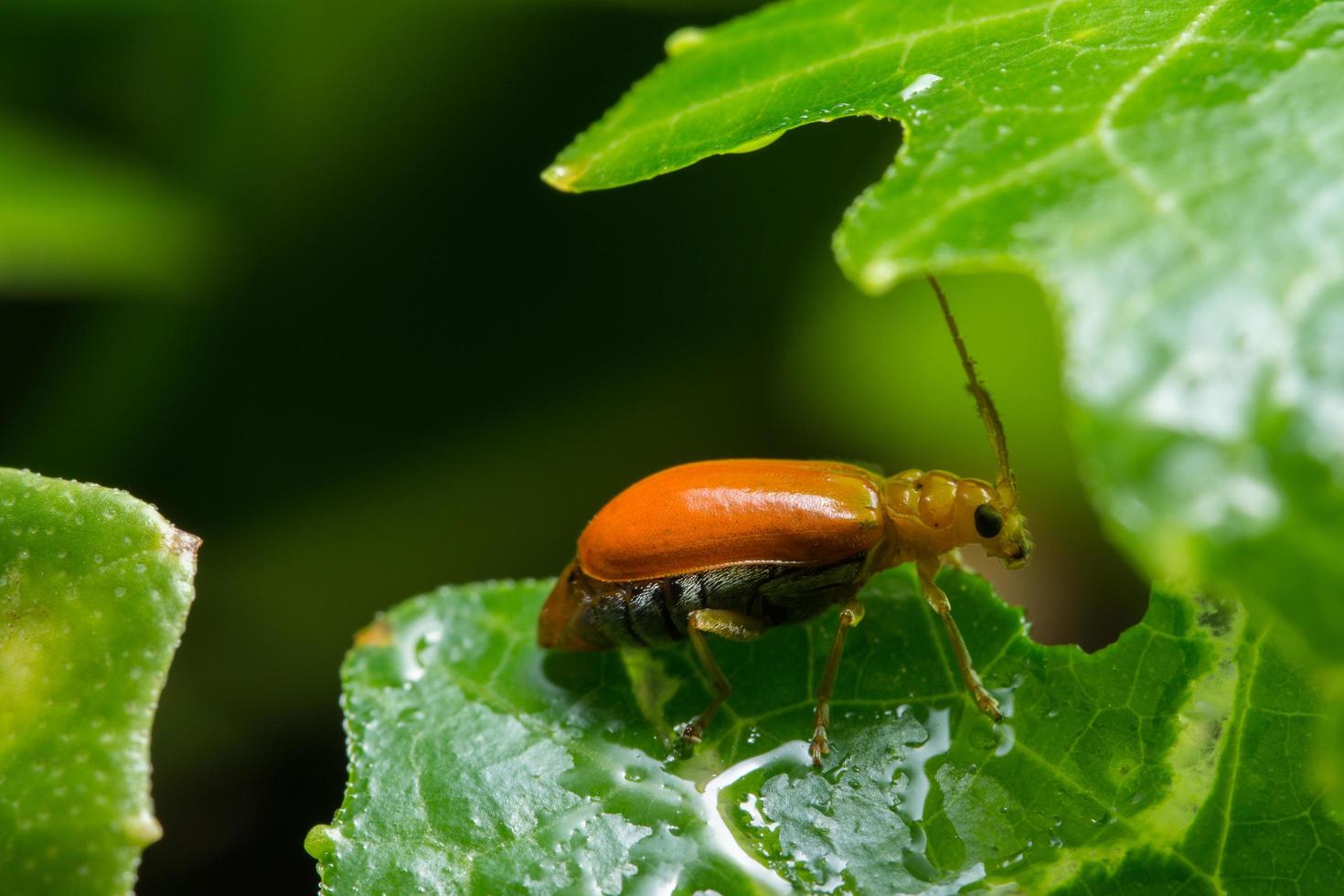 coccinelle sur une feuille photo