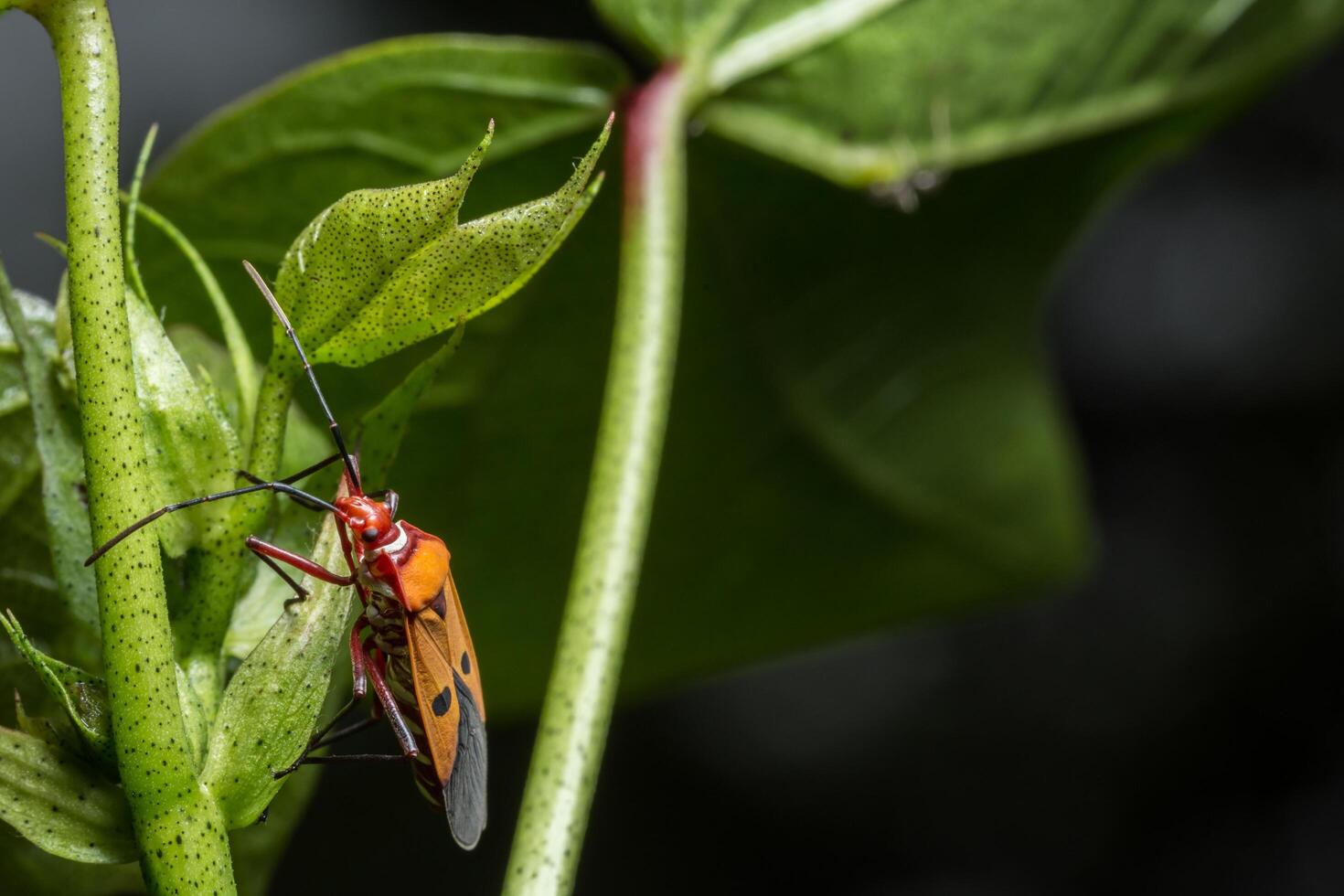 Bug assassin rouge sur une plante photo