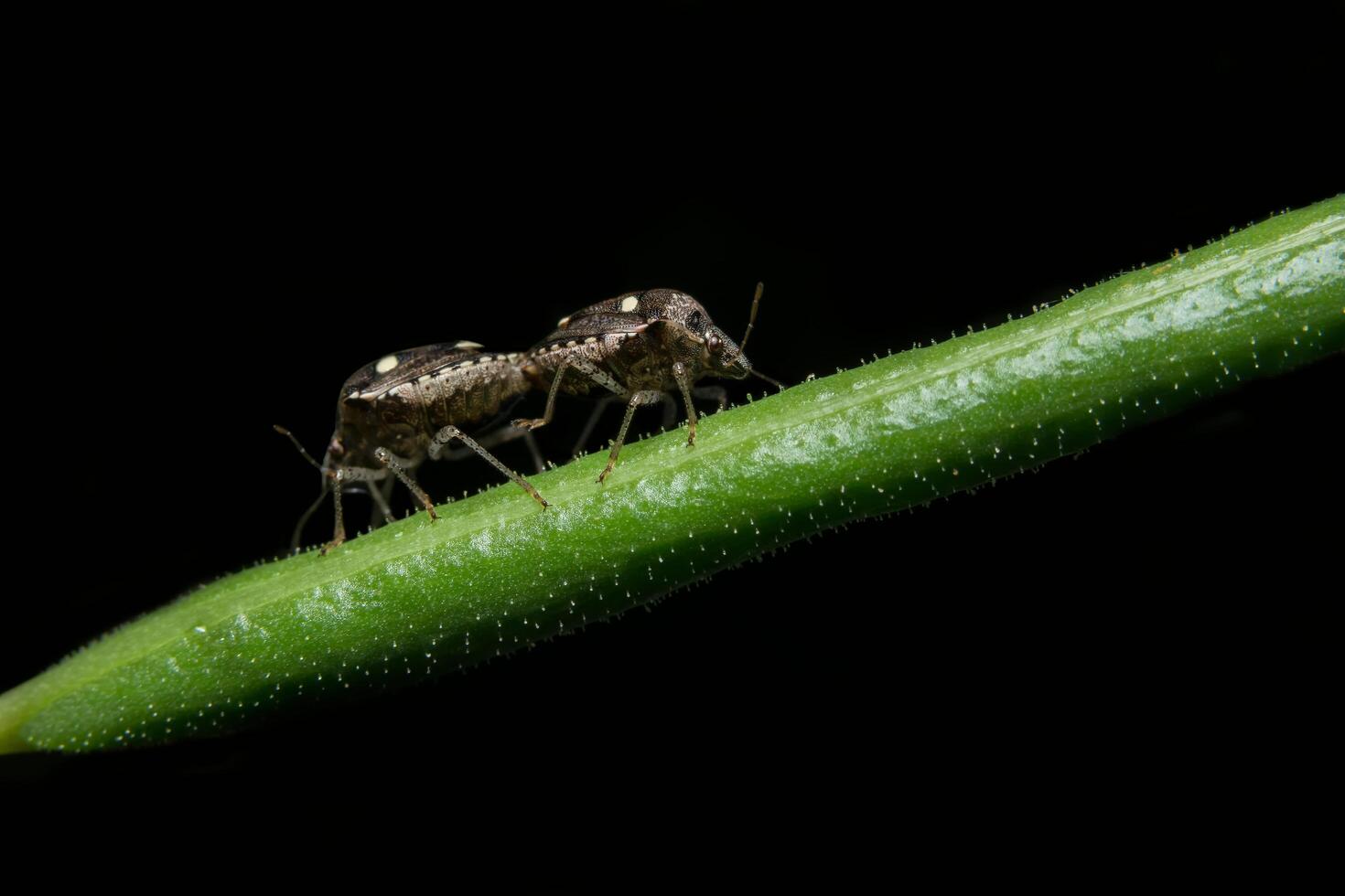 bugs assassin noir sur une feuille photo