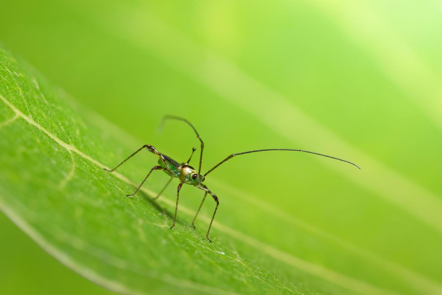 insecte sur une feuille photo