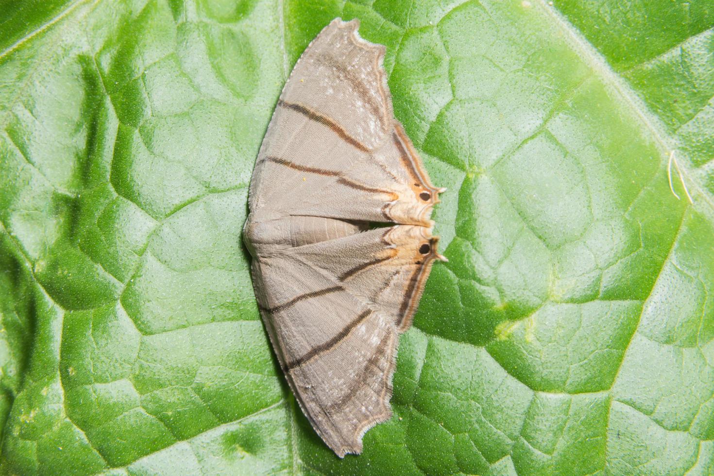 papillon de nuit sur une feuille photo