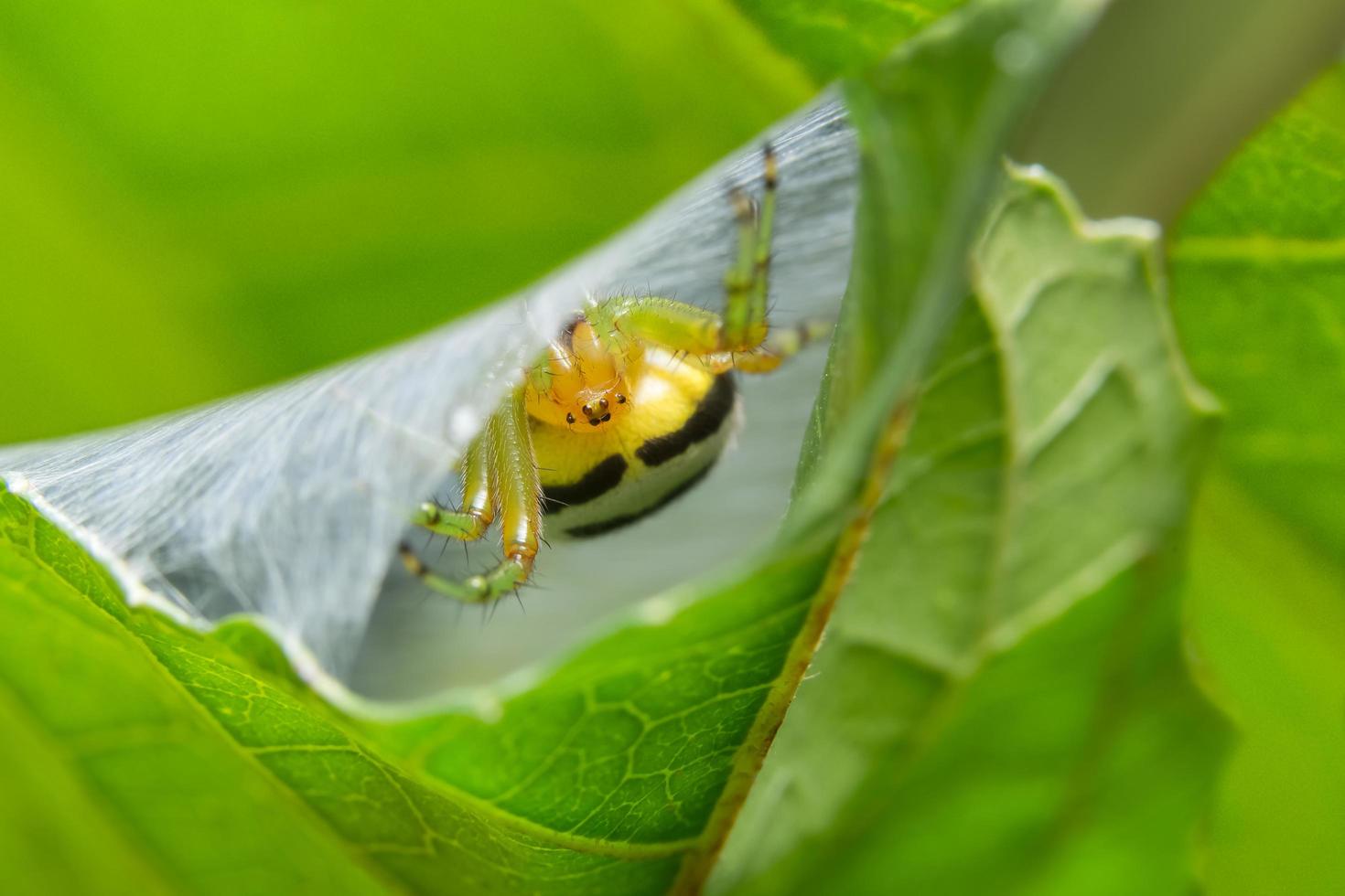 araignée dans le nid d'araignée photo