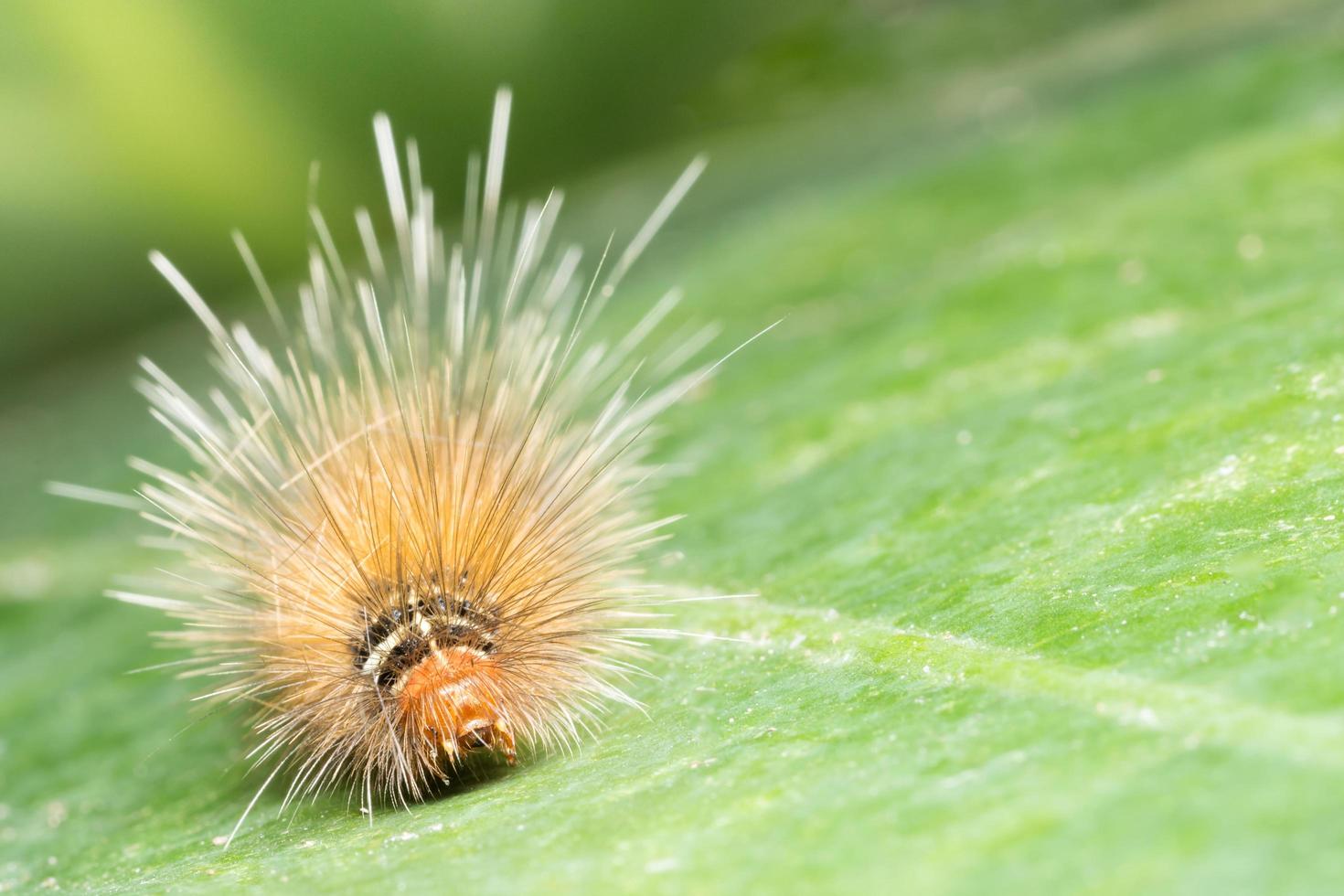 chenille jaune sur une feuille photo