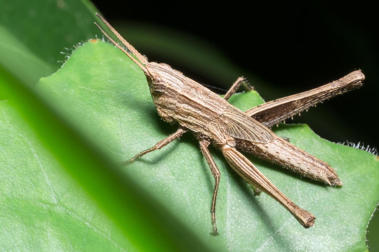 sauterelle sur une feuille photo