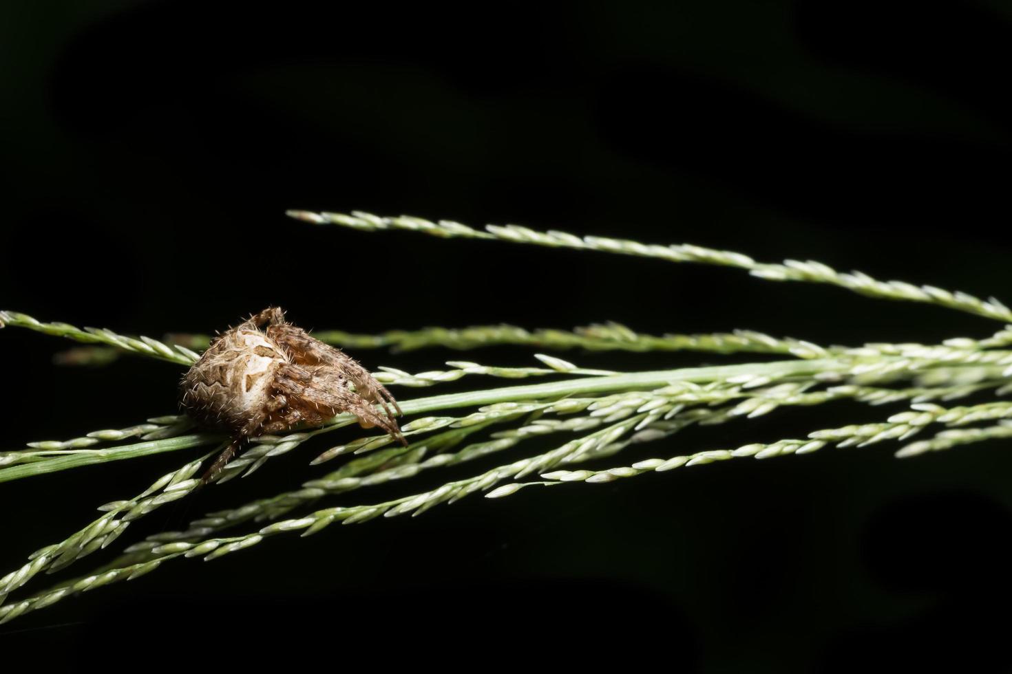 araignée sur l'herbe photo