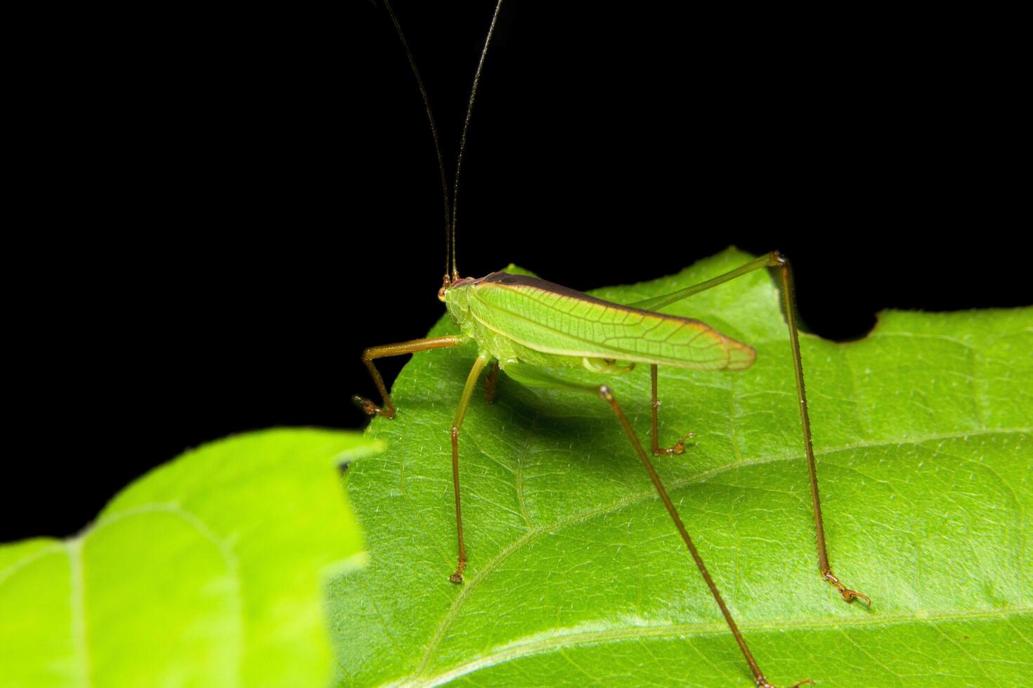 sauterelle verte sur une feuille photo