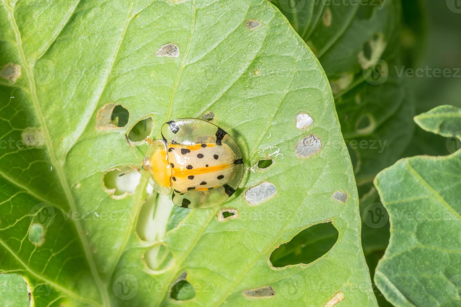 coccinelle jaune sur une feuille photo