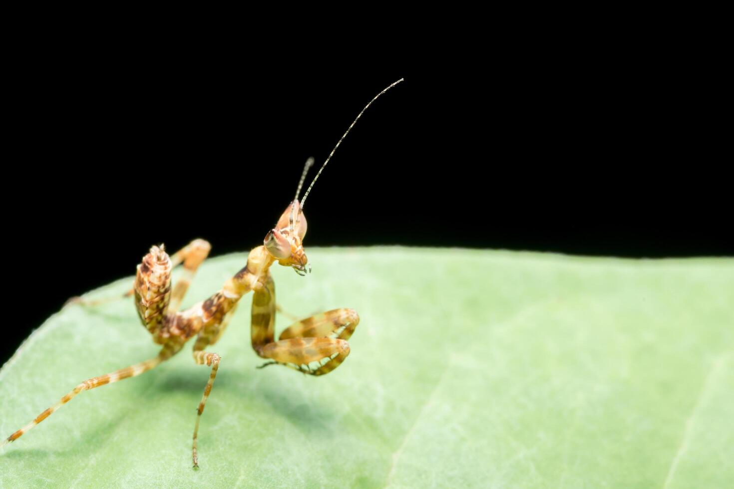 mante sur une feuille photo