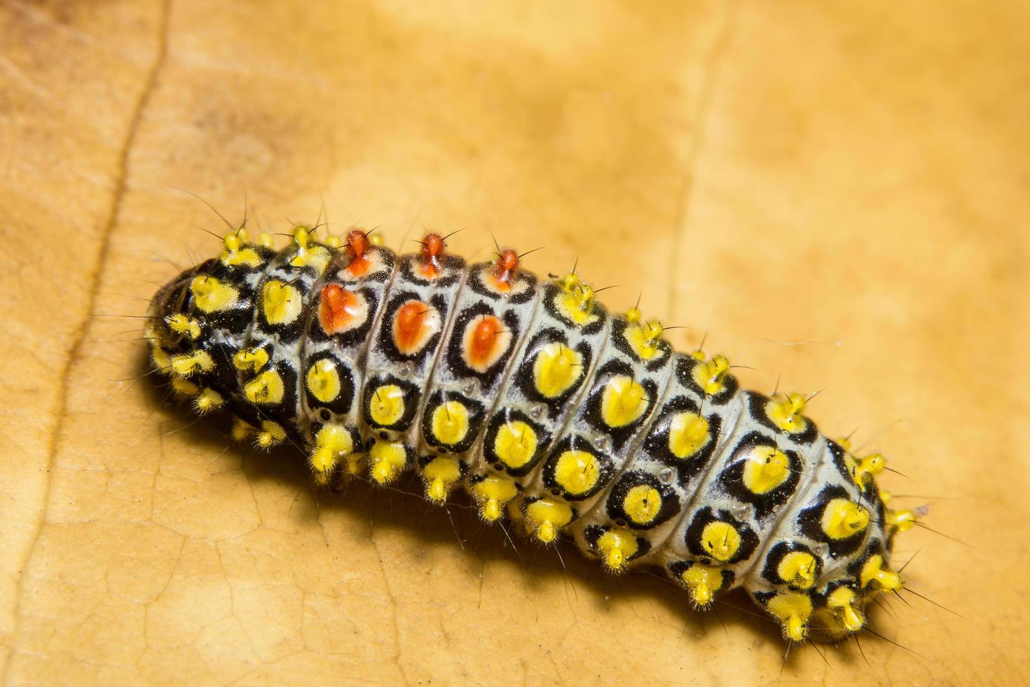 chenille sur feuille sèche photo