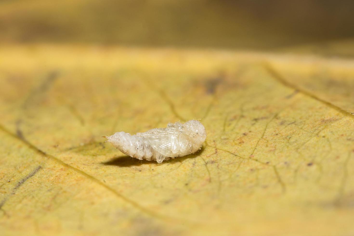 chenille sur une feuille photo