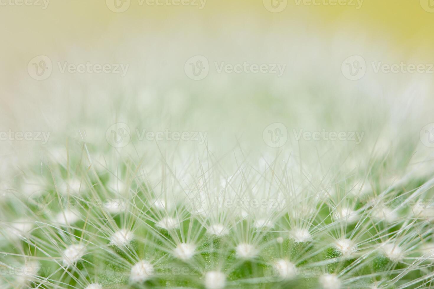 gros plan cactus vert photo