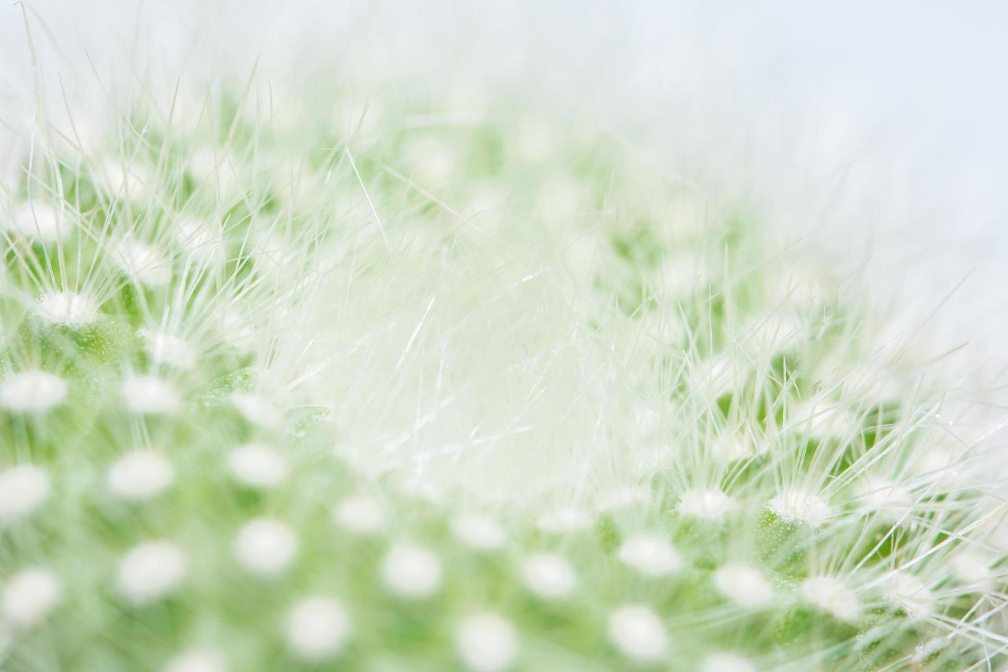 gros plan cactus vert photo