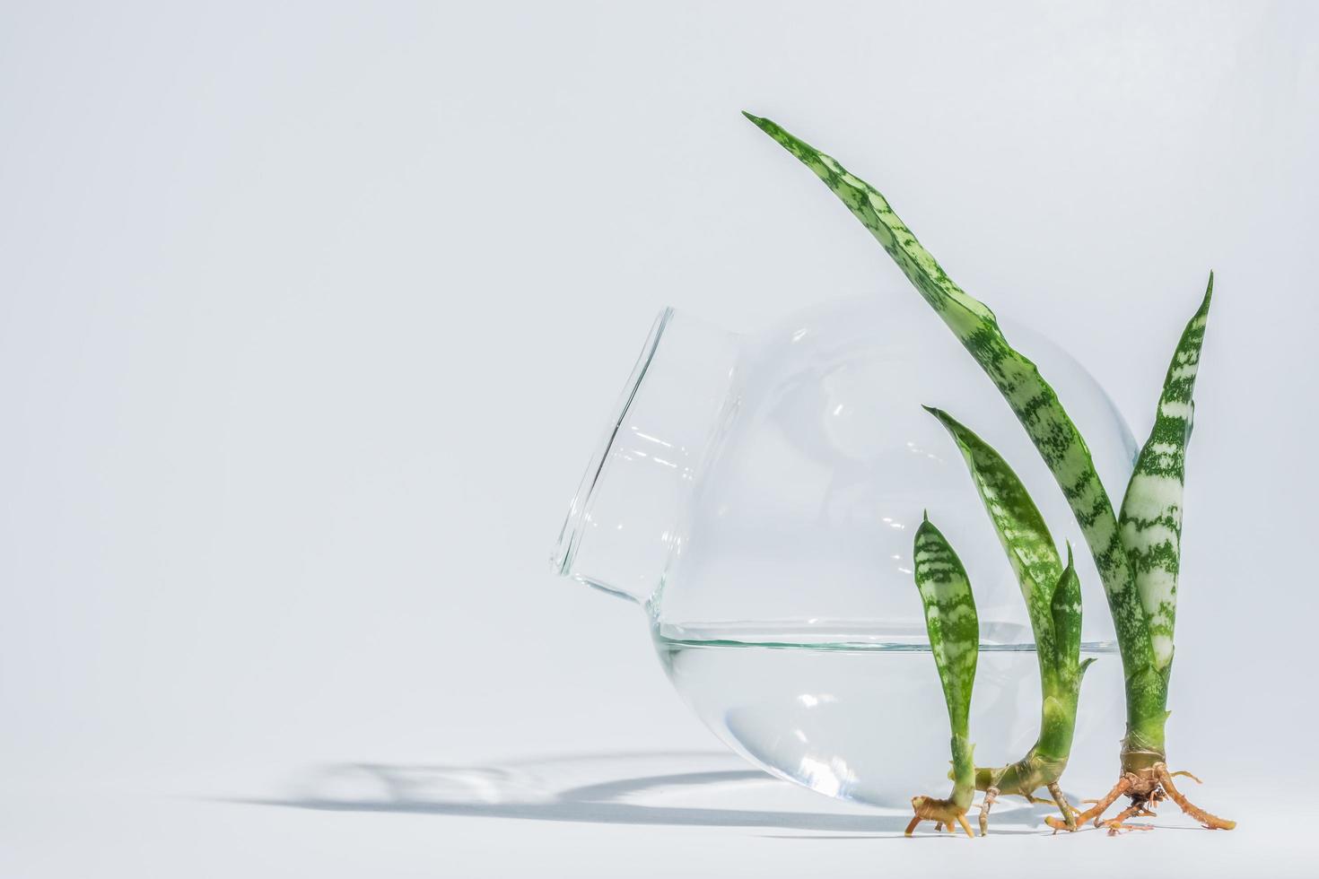 plantes devant un bol d'eau photo