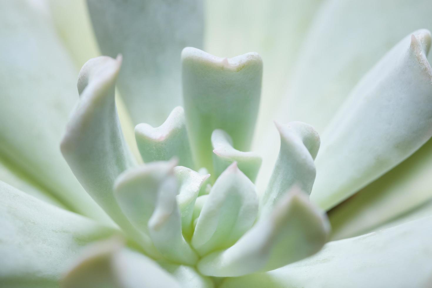 gros plan cactus vert photo