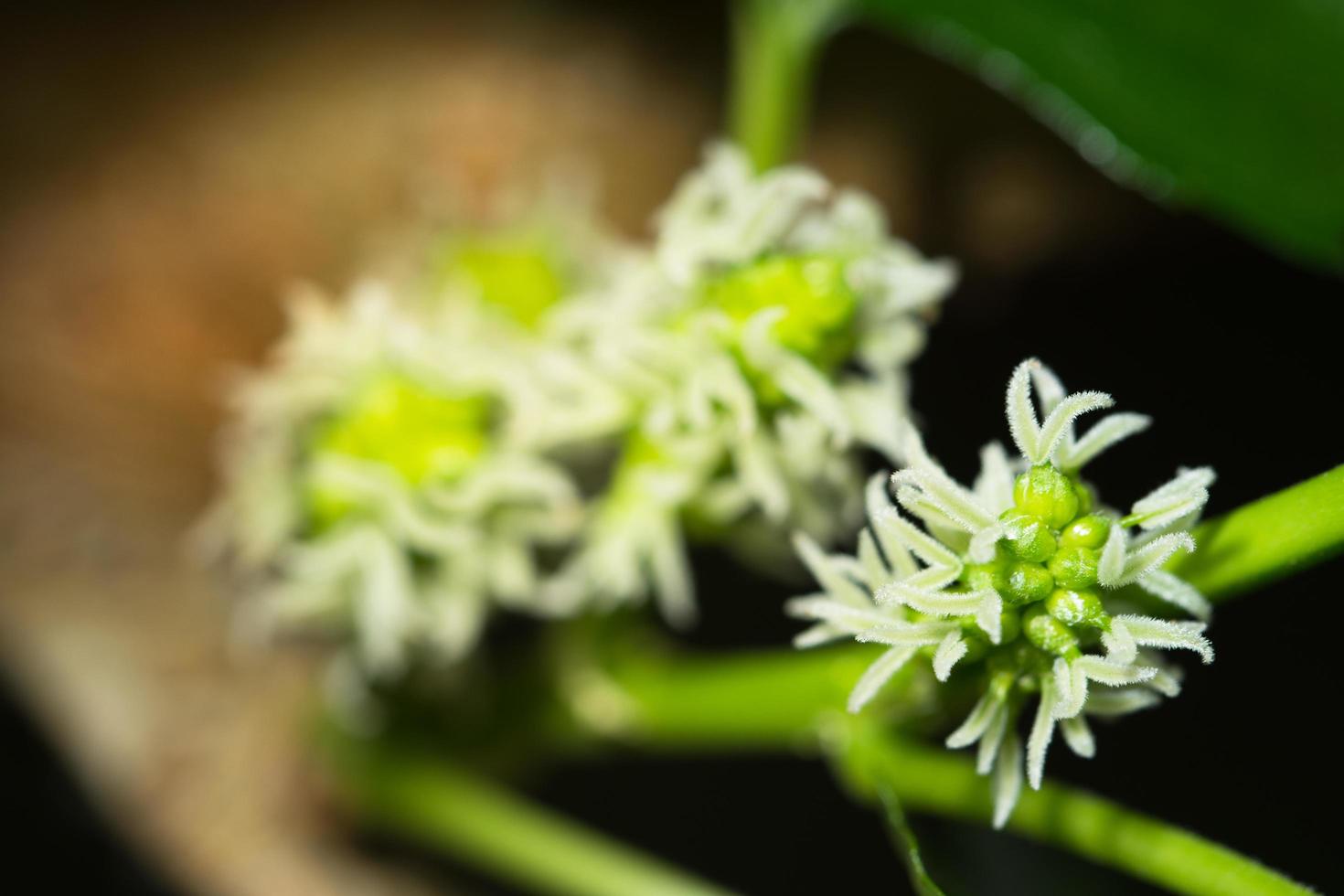 gros plan de fleur photo