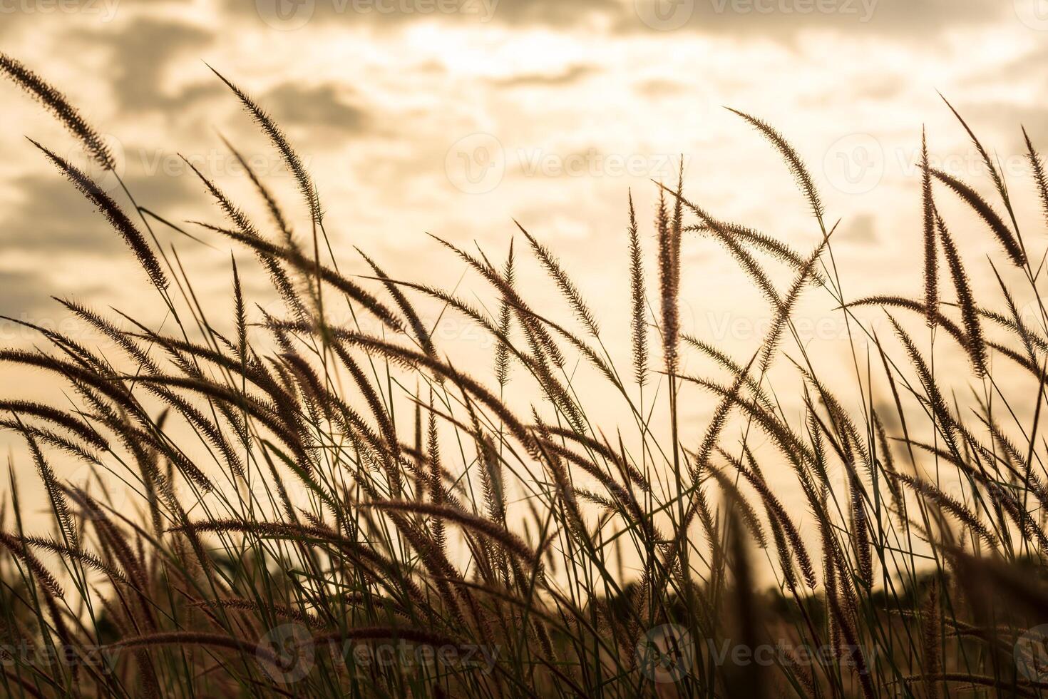 gros plan de fleurs d'herbe photo