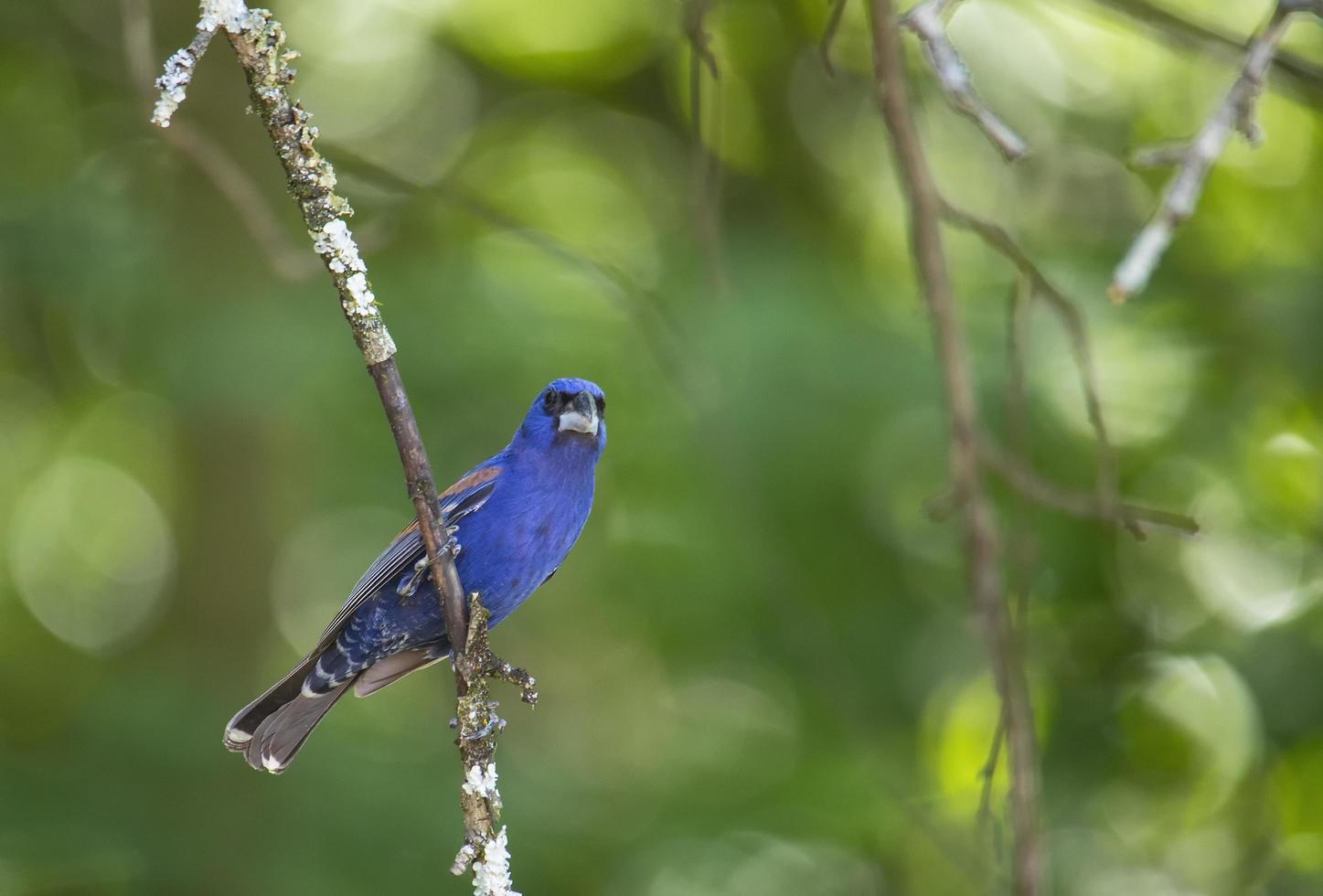 Gros-bec bleu mâle embraye une branche d'arbre photo