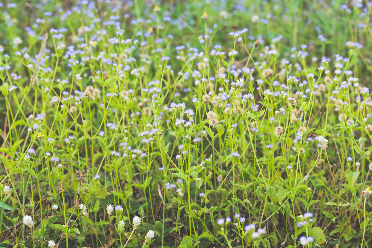 gros plan de fleurs d'herbe photo