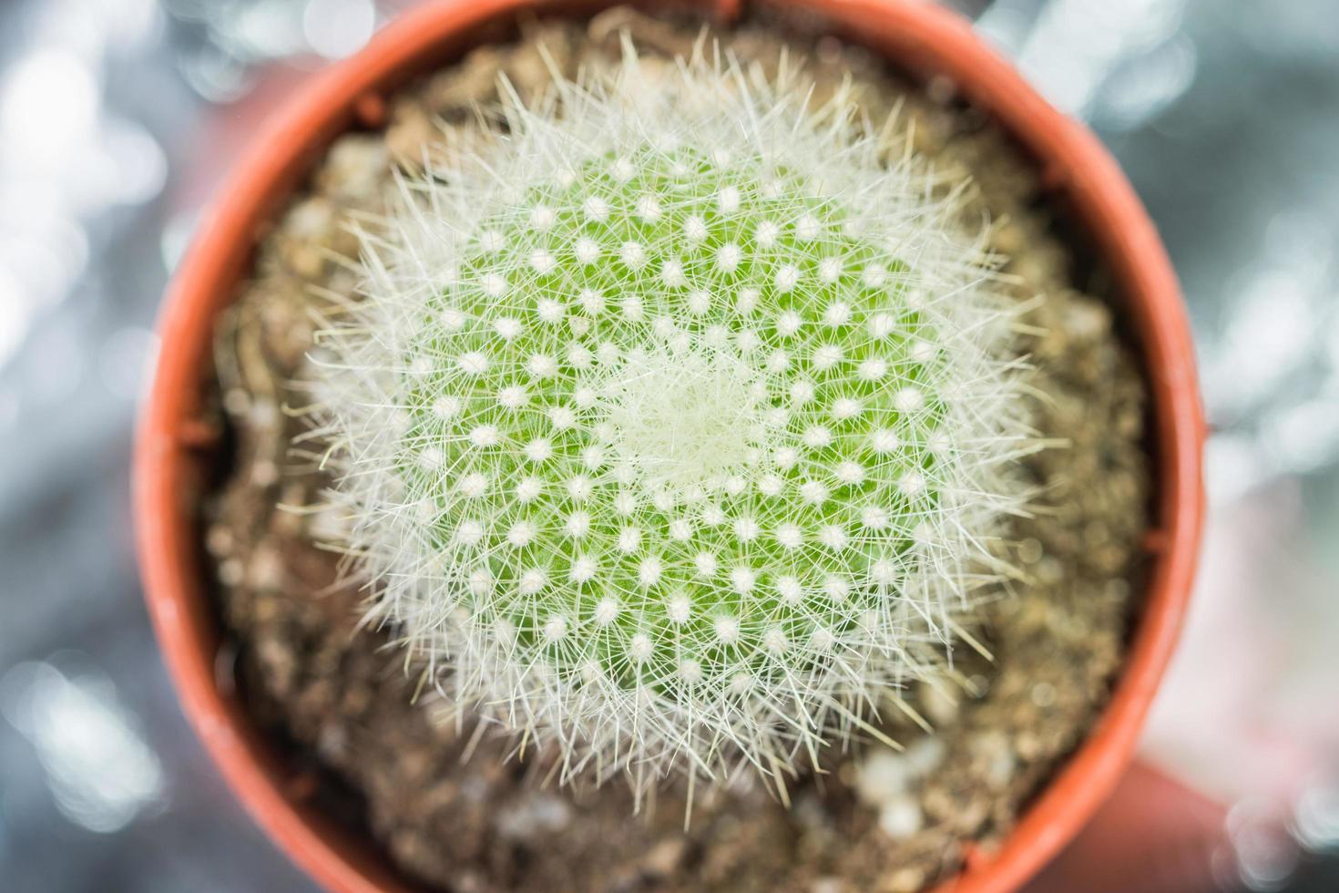 gros plan cactus vert photo