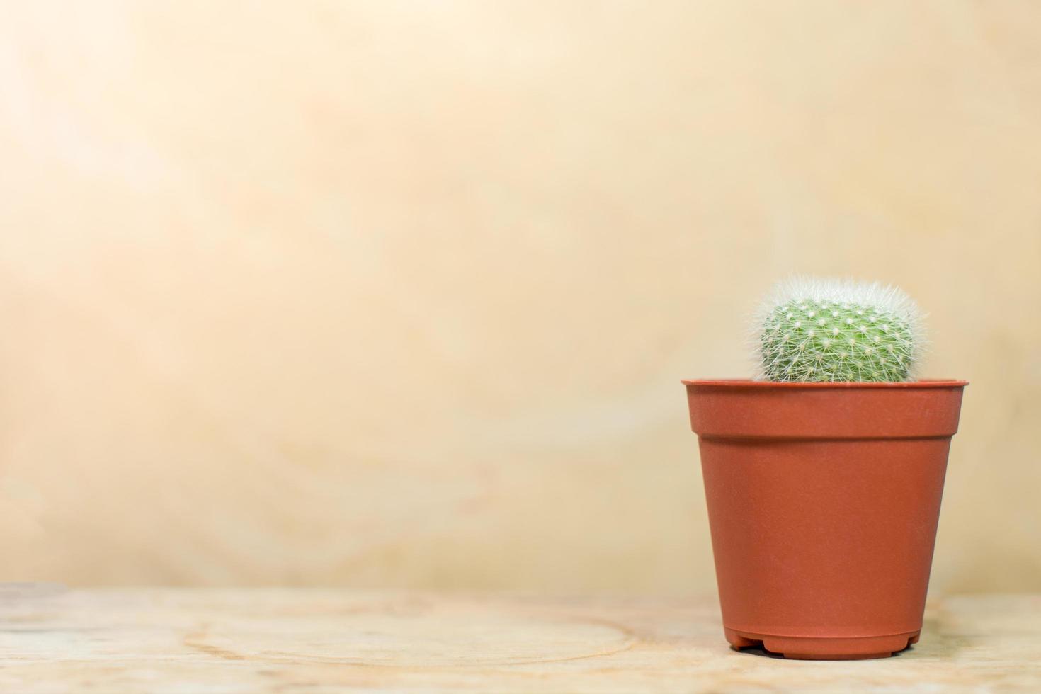 cactus vert en pot photo