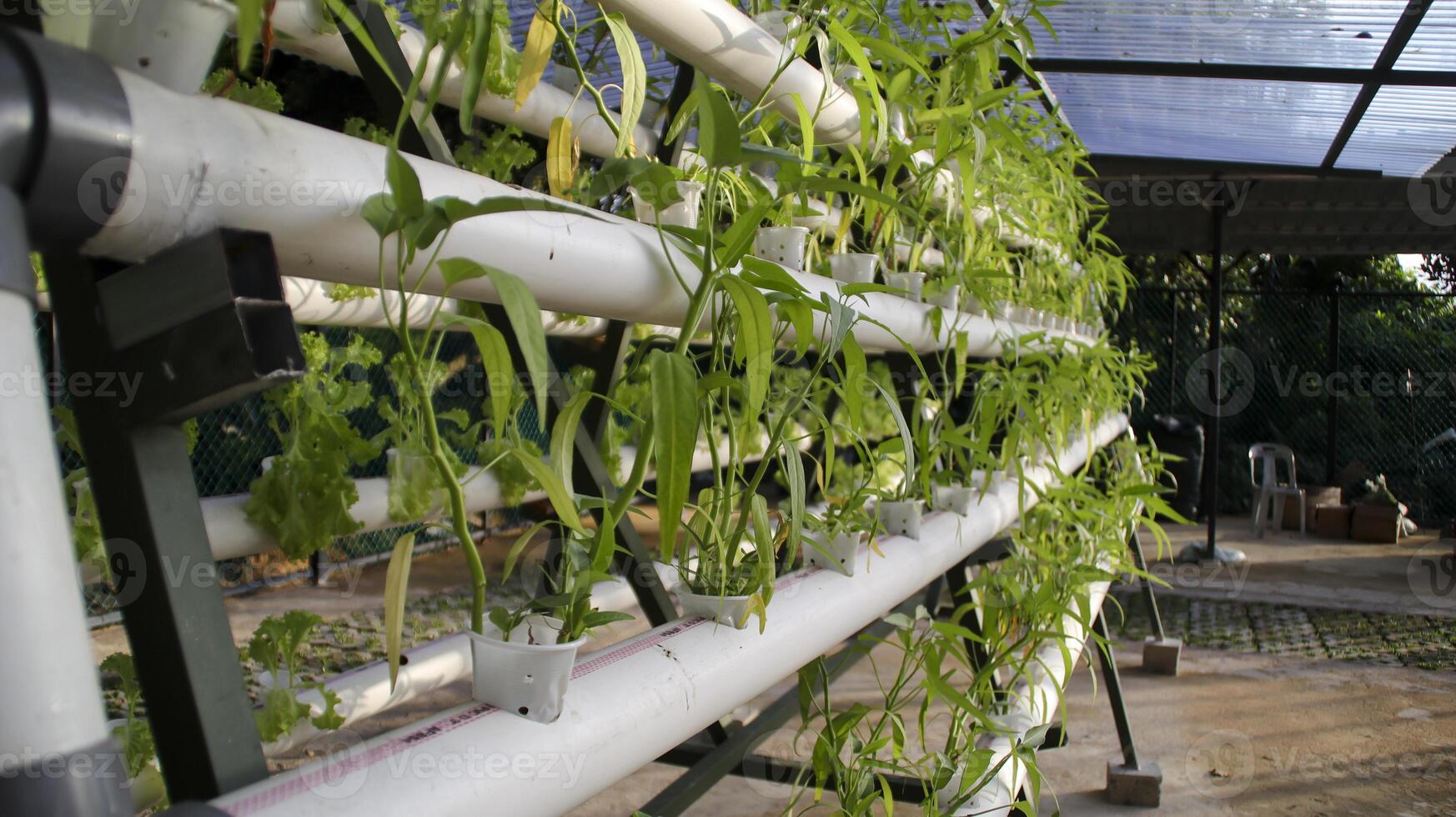 épinards d'eau douce ou plante de légumes verts kangkong par méthode hydroponique. idée de système de configuration hydroponique de transfert de film nutritif. culture maraîchère moderne. photo