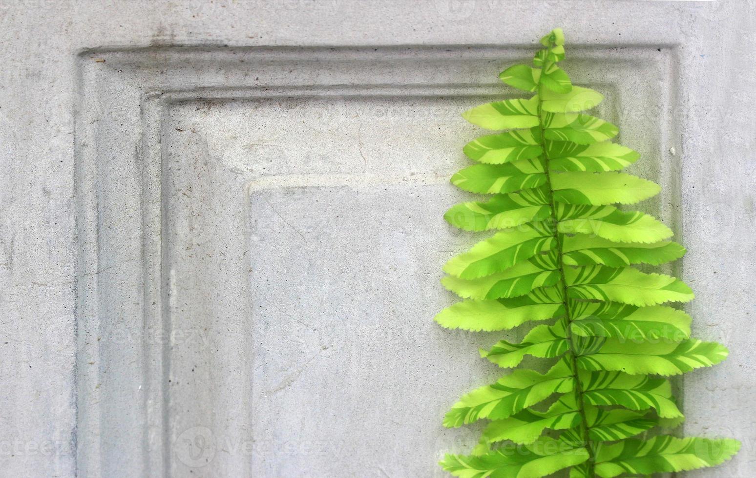 feuilles de fougère sur mur de béton photo