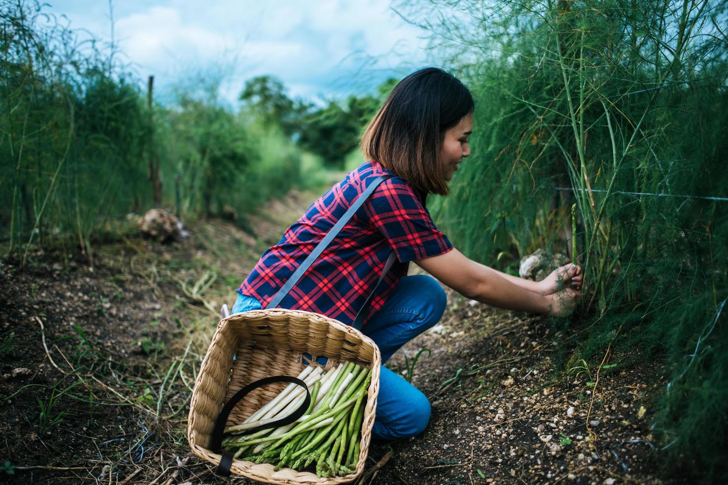 jeune agriculteur récolte des asperges fraîches photo