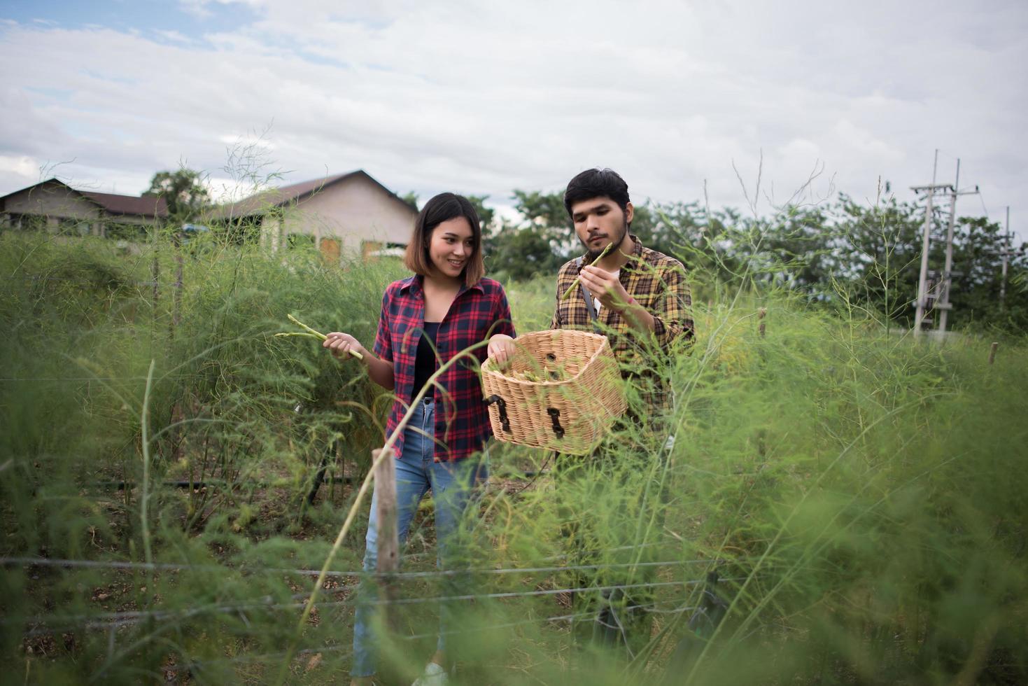 Couple de jeunes agriculteurs récoltant des asperges fraîches photo