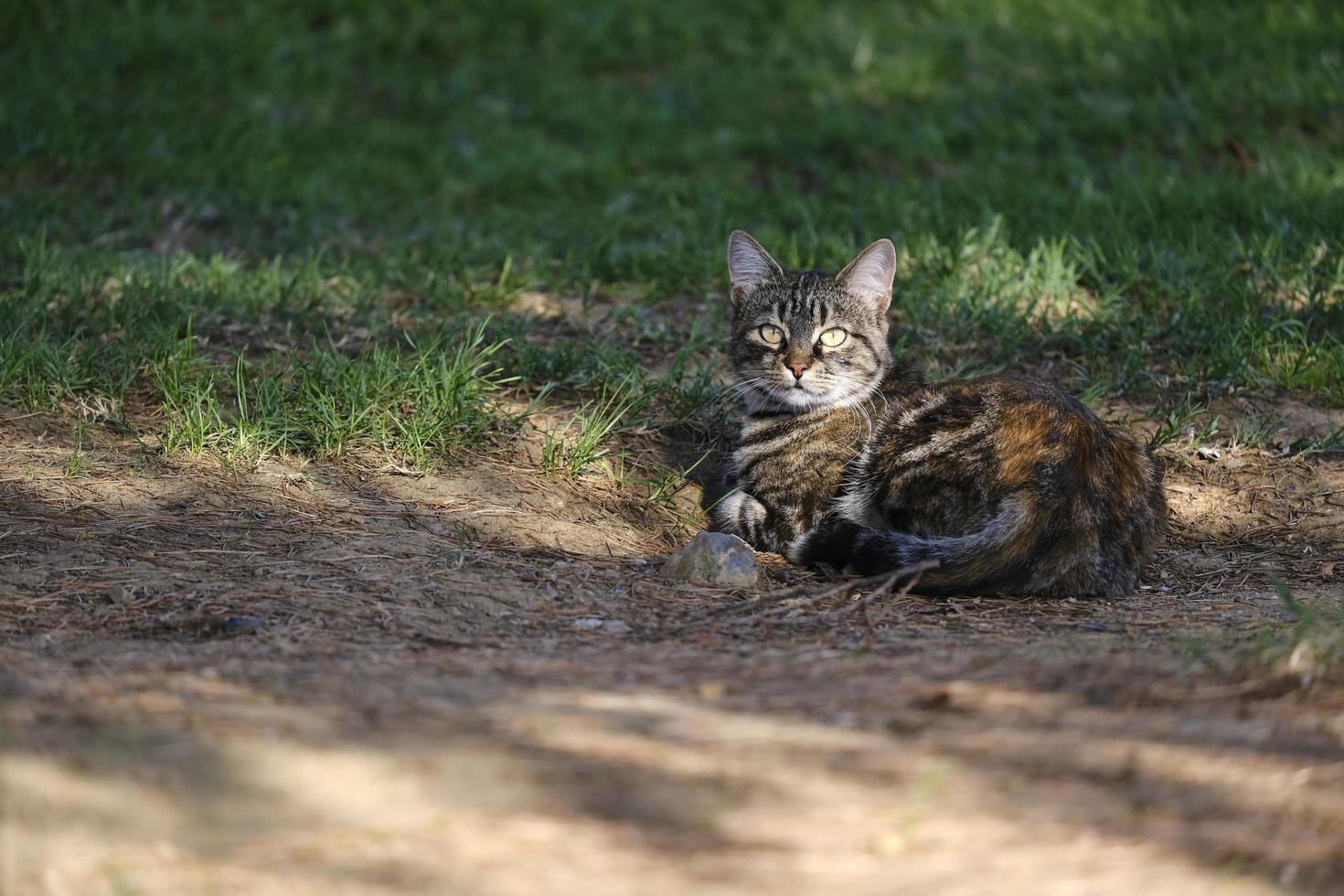 mignon petit chat errant couché sur l'herbe photo