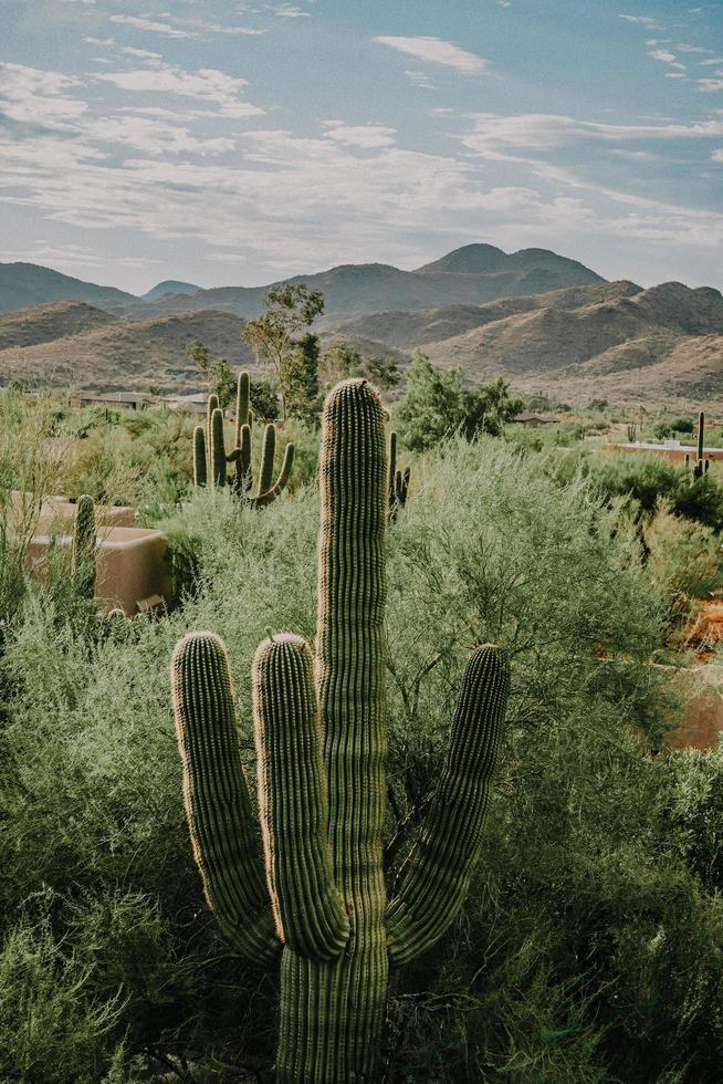 Plante de cactus vert près de la montagne brune pendant la journée photo