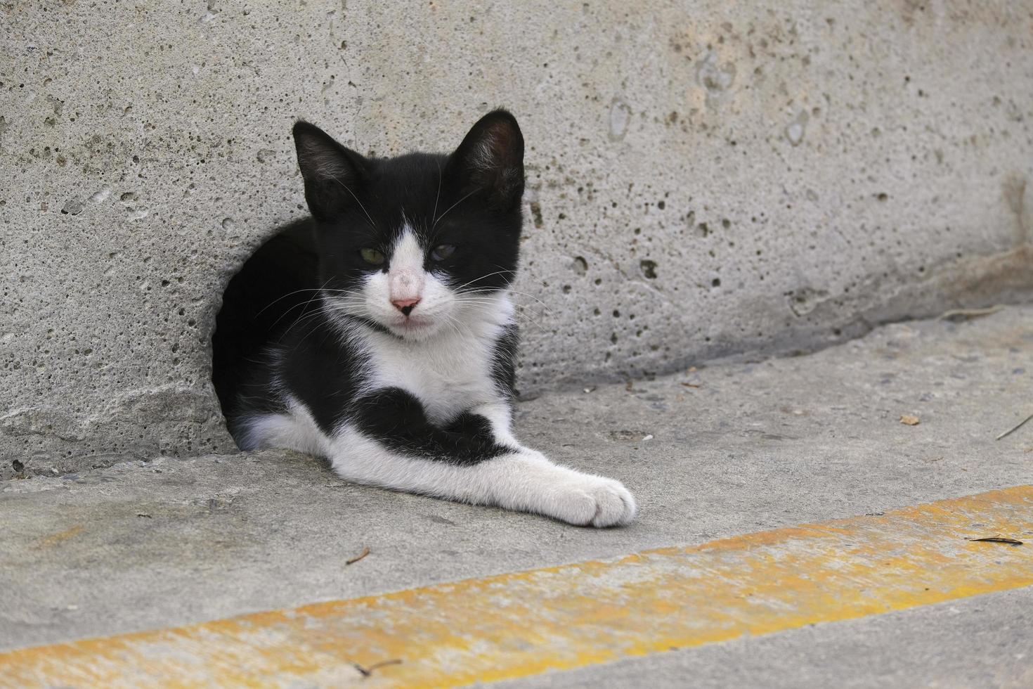 chaton couché dans un trou de mur en béton photo