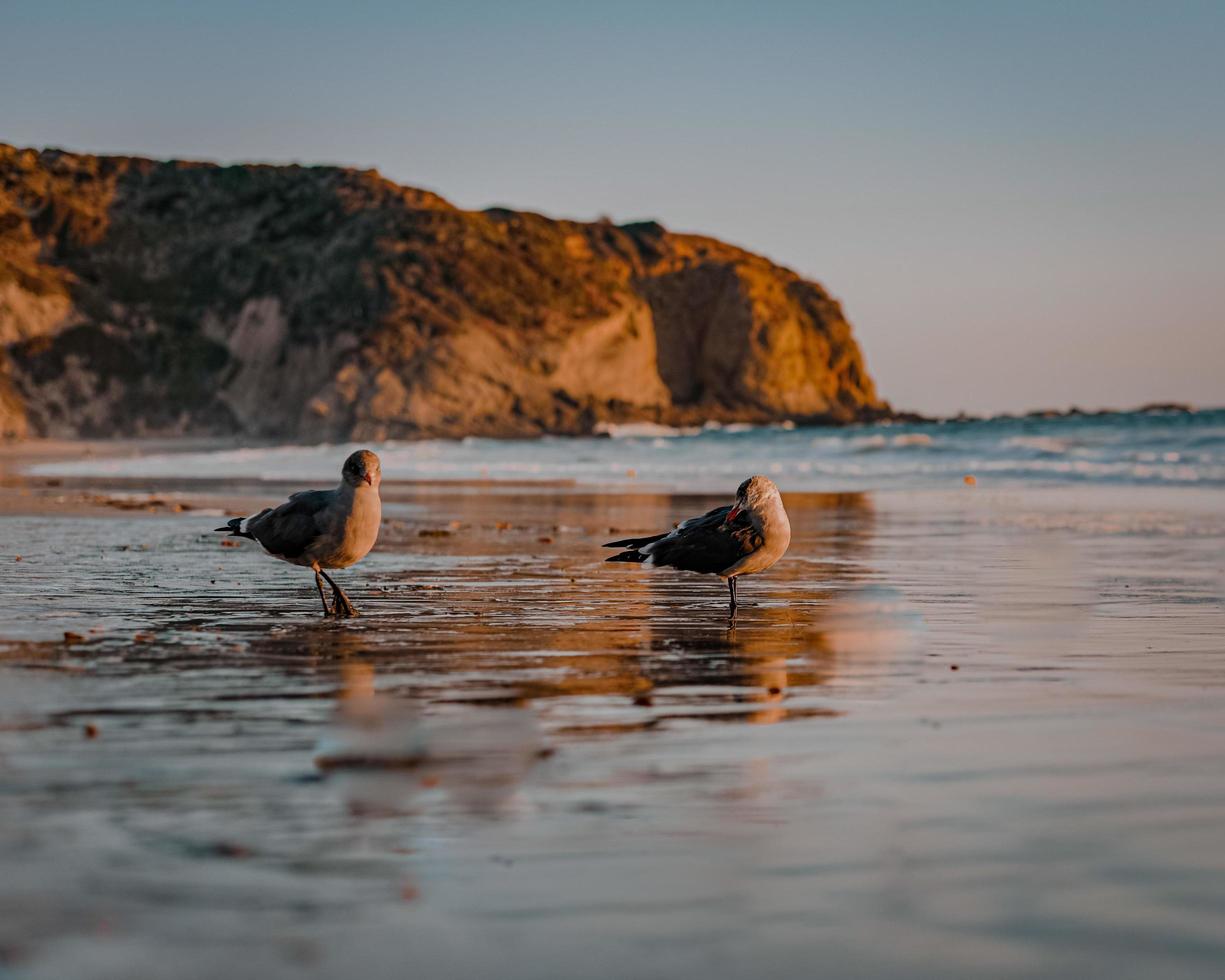 trois oiseaux sur le rivage pendant la journée photo