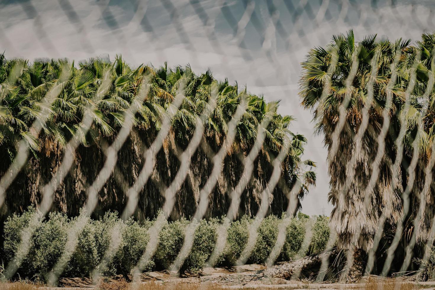 Plante de cactus vert sur un sol brun sous un ciel bleu pendant la journée photo