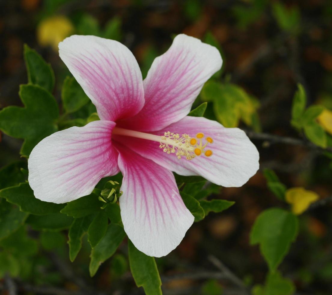 fleur d'hibiscus rose photo