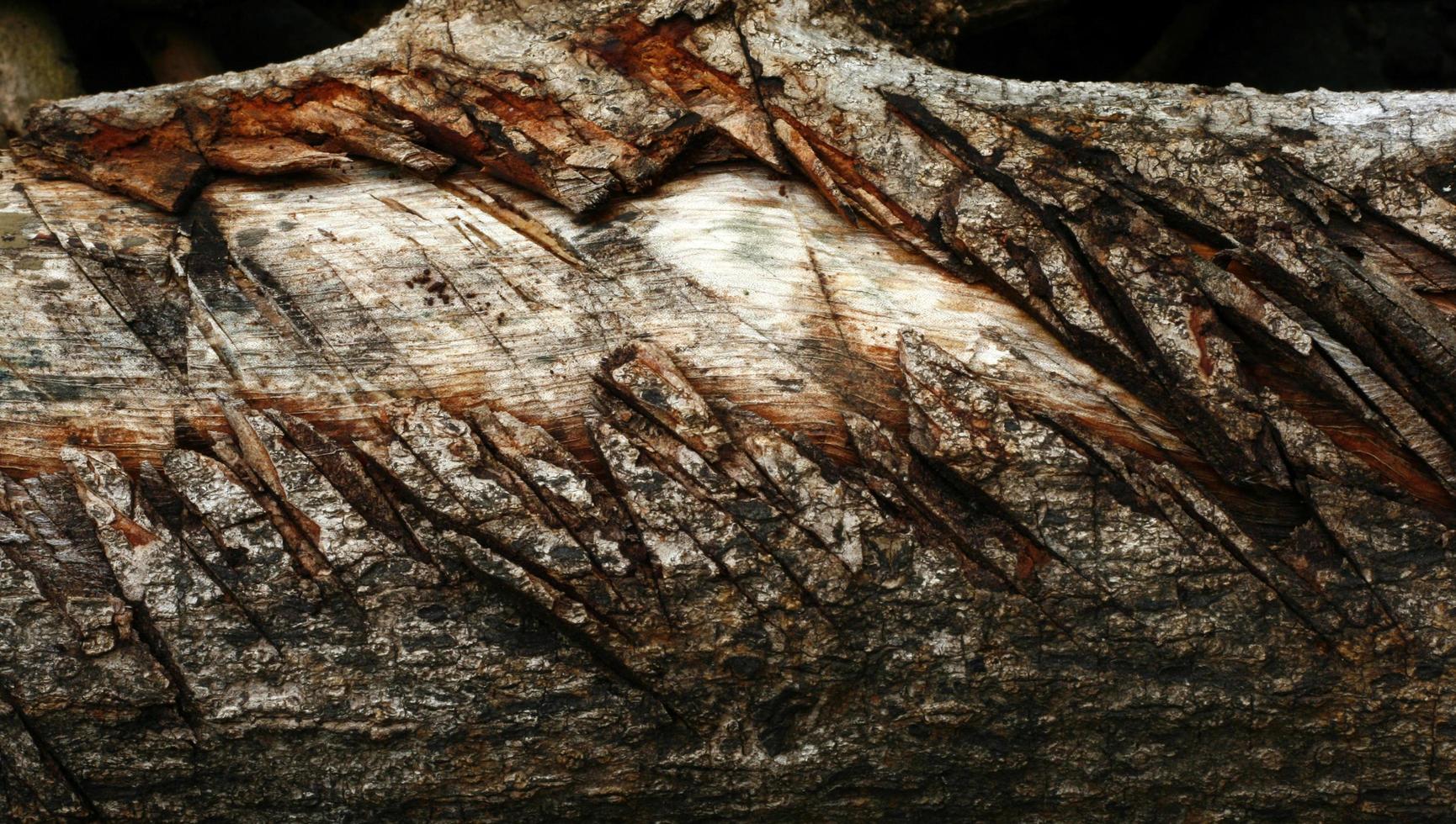 bois de grume entaillé photo