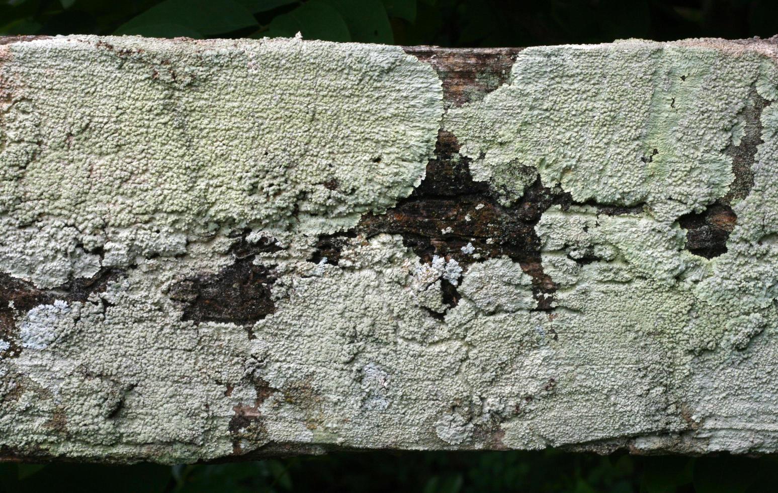 écorce d'arbre ancien avec de la moisissure photo