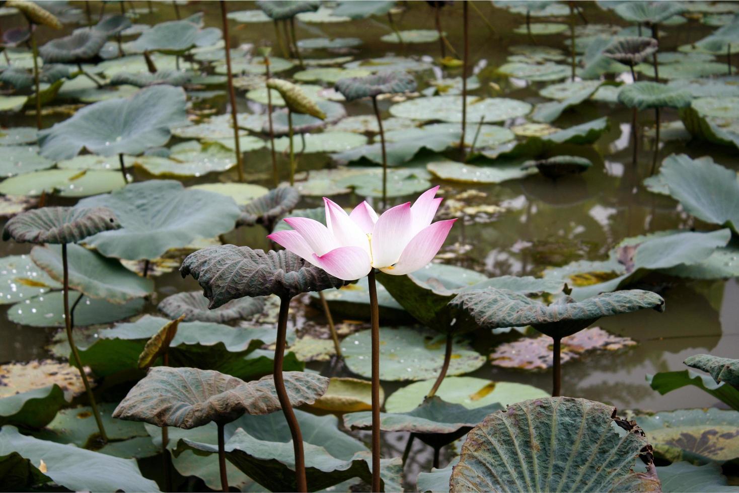 lotus rose et blanc photo