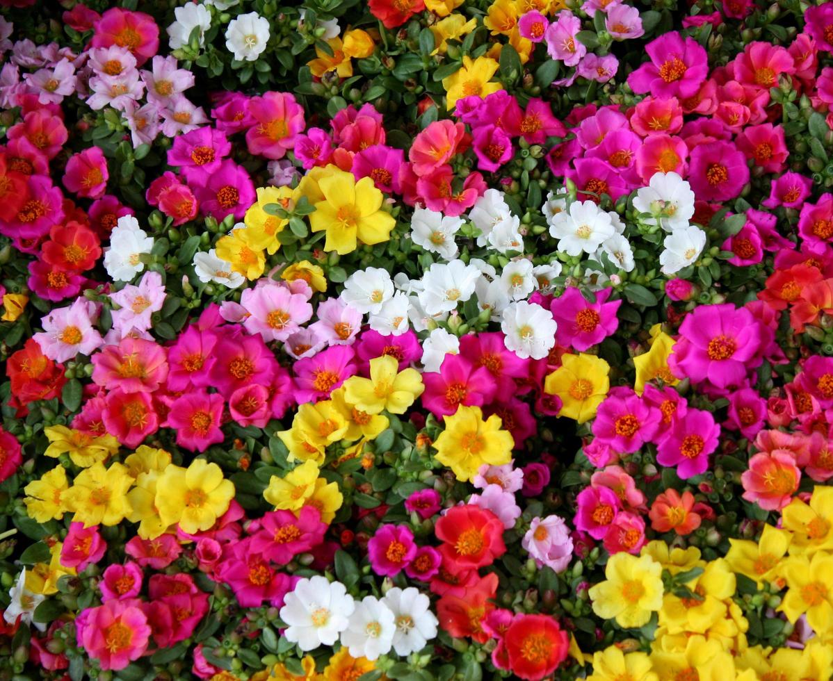 parterre de fleurs coloré photo