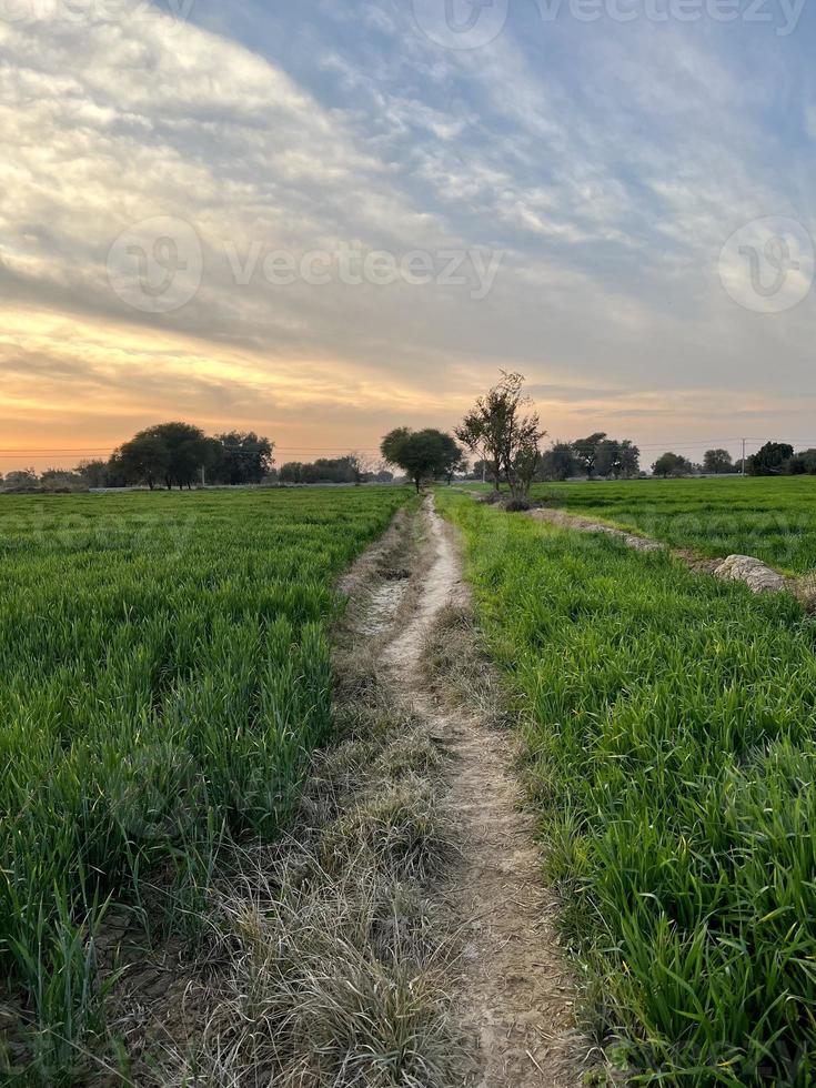 beau paysage rural avec un beau ciel du soir dégradé au coucher du soleil. champ vert et village photo