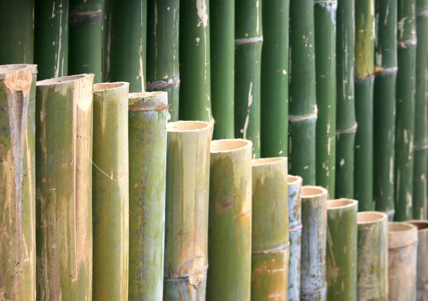 clôture en bambou coupée photo
