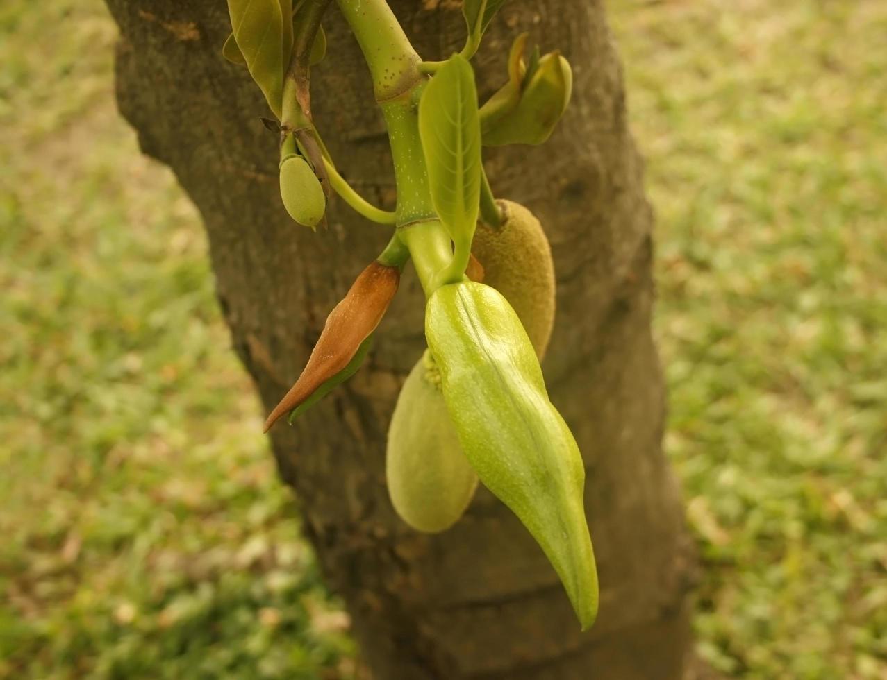 jack fruit sur arbre photo