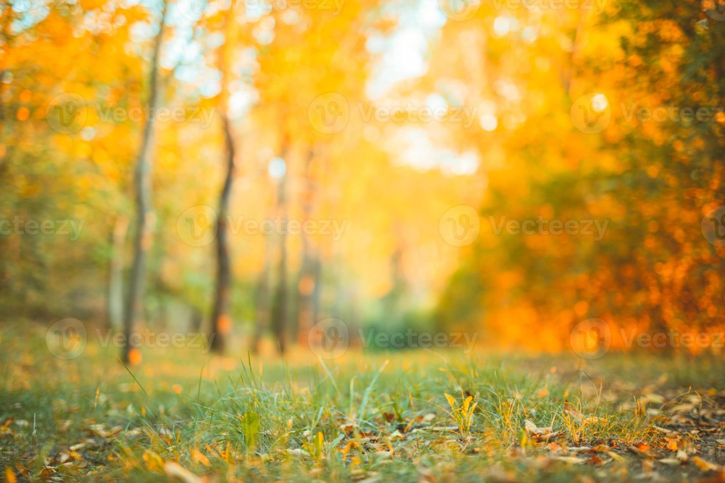 beau paysage d'automne avec des arbres jaunes et du soleil. feuillage coloré dans le parc. chute des feuilles fond naturel photo