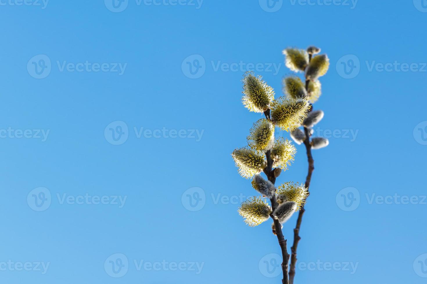 fleurs de saule sur fond de ciel bleu. brindilles de saule en fleurs et chatons de saule poilus photo