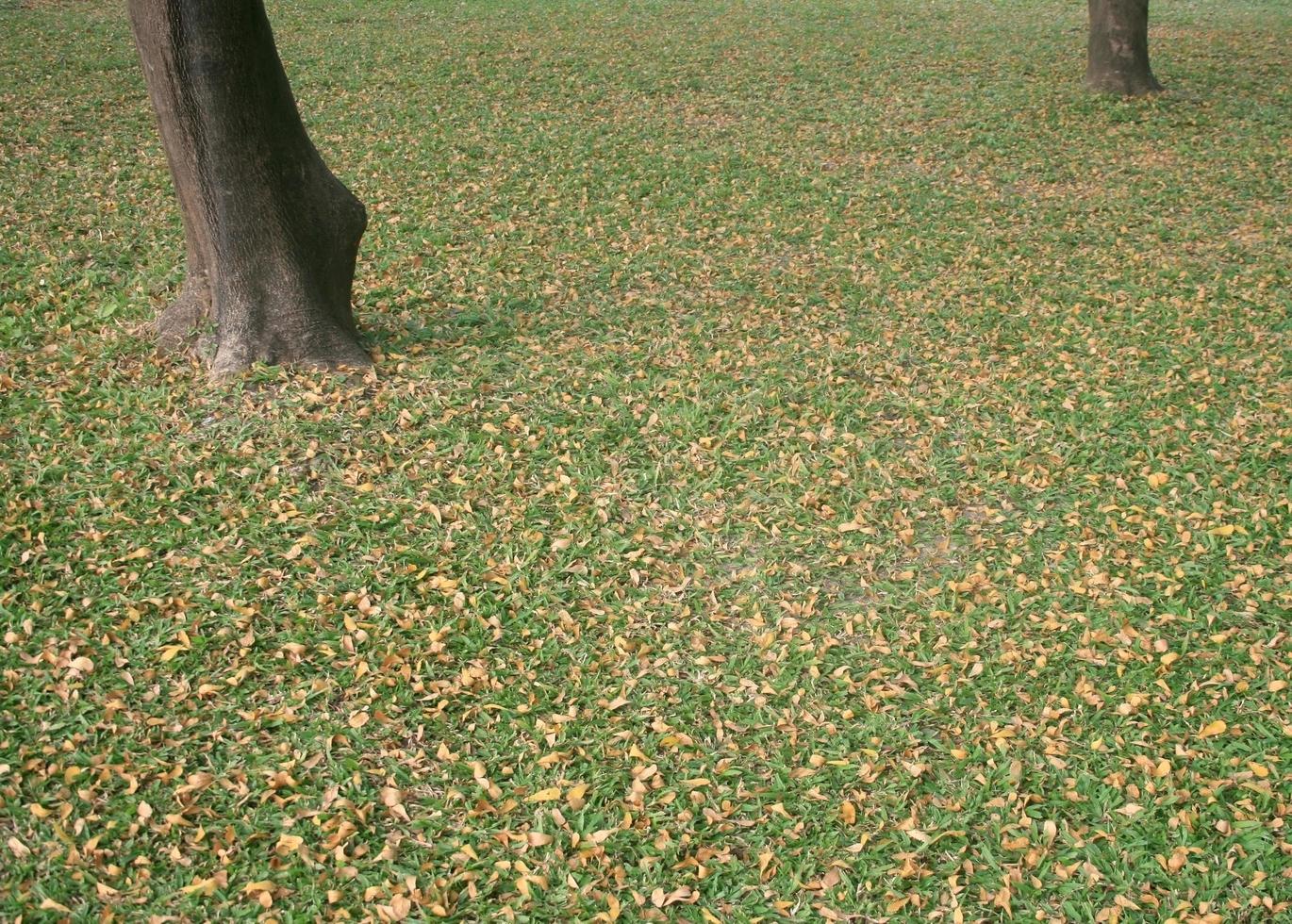 feuilles dans l'herbe photo