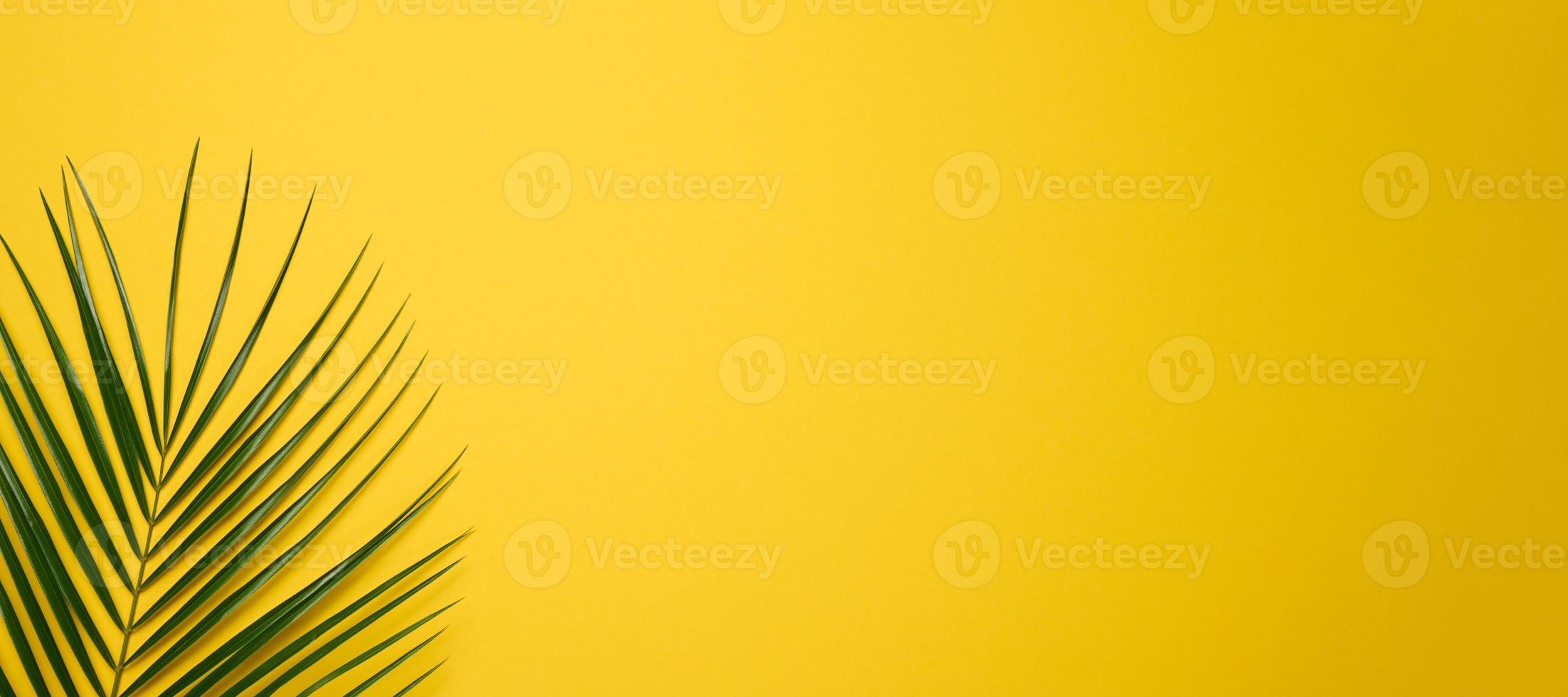 feuille verte de palmier sur fond jaune. vue de dessus, toile de fond pour le texte photo