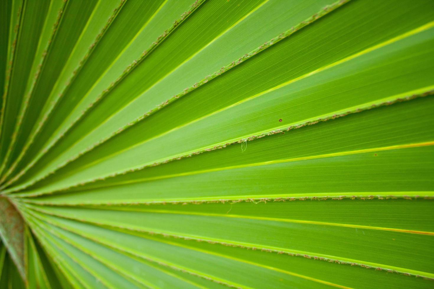 fond de feuille verte photo