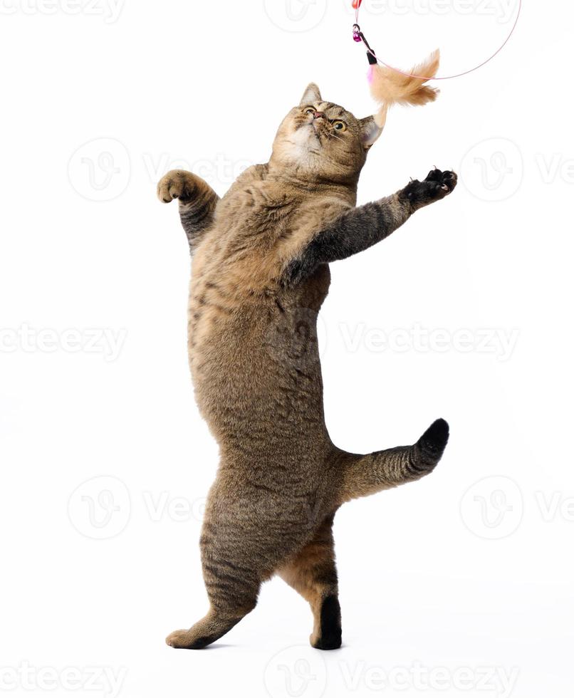 Le chat gris adulte Scottish Straight joue avec un jouet en plumes sur fond blanc. l'animal se dresse sur ses pattes arrière photo
