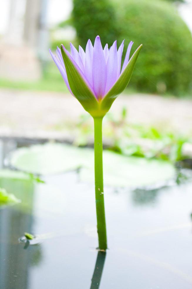 le lotus violet photo