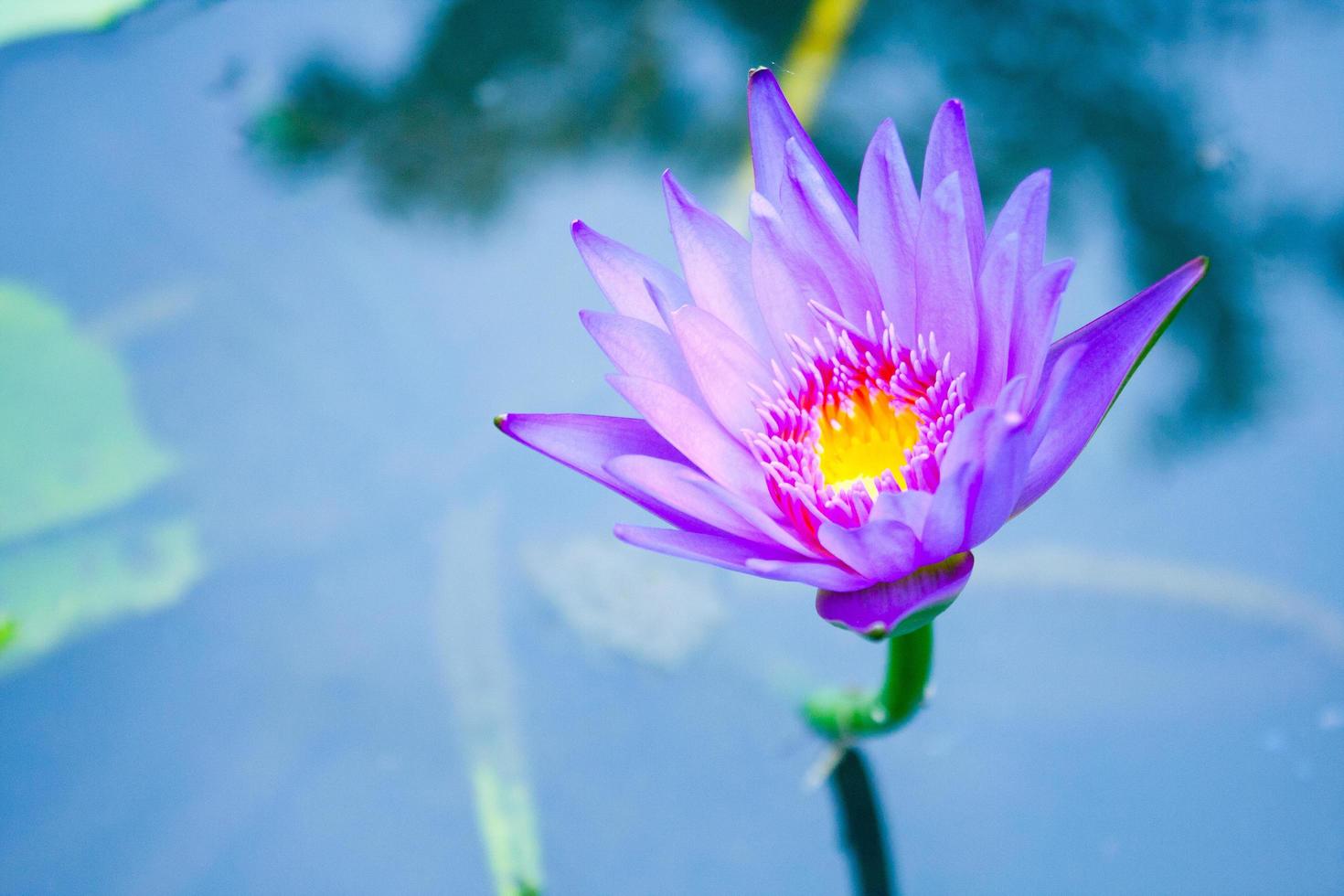 le lotus violet dans l'étang photo